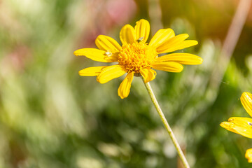 Euryops chrysanthemoides pertenece a la familia Asteraceae. © CarlosHerreros