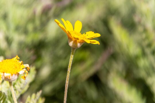 Euryops chrysanthemoides pertenece a la familia Asteraceae.