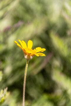 Euryops chrysanthemoides pertenece a la familia Asteraceae.