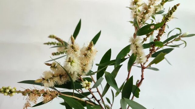 euca;yptus tree flowers