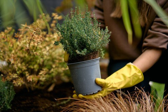 Gardener Planting Small Herb Seedling With Gloves Into Garden Soil 