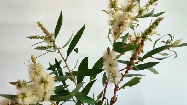 euca;yptus tree flowers