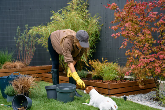 Woman Training Jack Russell Terrier in Backyard Grass 