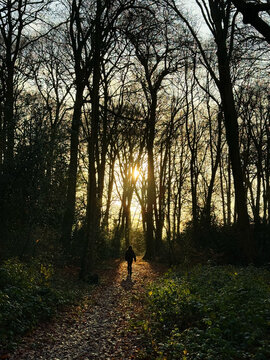 Walking Through Forest During Winter Sunset