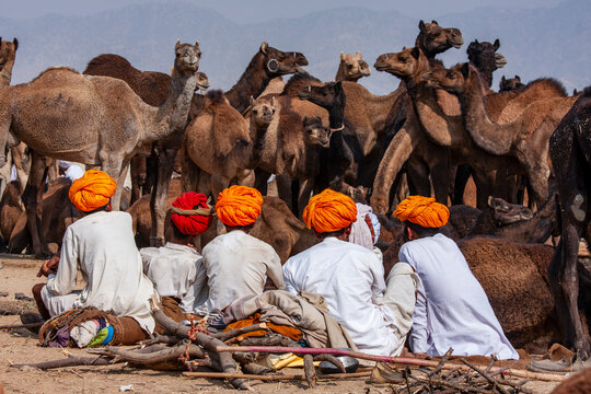 Indian camel herders in bright turbans at Pushkar Camel Fair. Traditional Rajasthani camel traders wearing vibrant orange turbans sit together with large herd of camels at desert festival in India