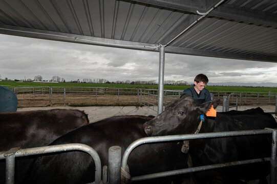Liver and Blood Sampling in Dairy Cows