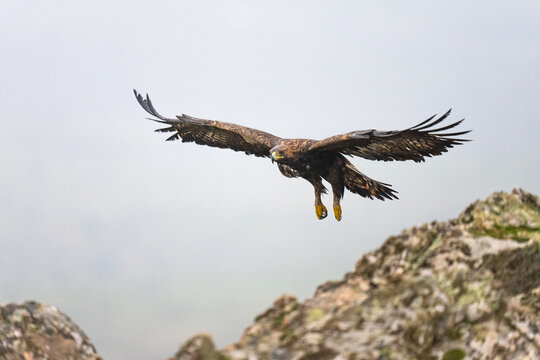 Golden Eagle Landing On A Rocks  