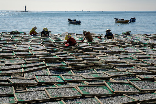 Fish Drying by Fishing Boats