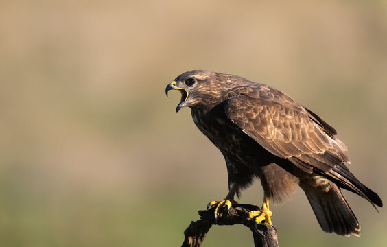 Common Buzzard Perched On A Branch  