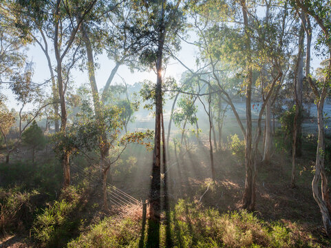 Rays of morning sunshine streaming through gum trees in a rural forest