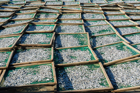 Fresh Fish on Drying Trays