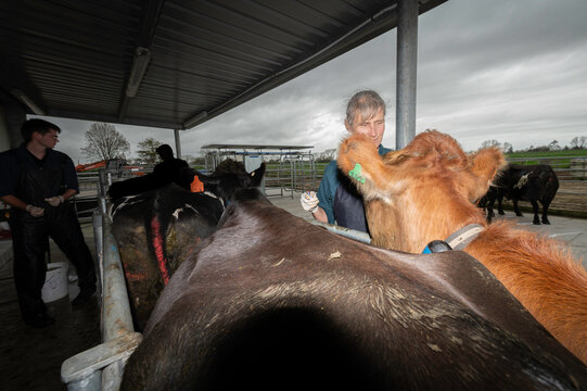 Liver and Blood Sampling in Dairy Cows