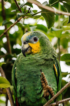 Loro amaz&oacute;nico verde en su h&aacute;bitat natural saludando por el D&iacute;a Mundial de los Animales.