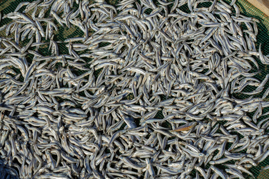 Small Fish Drying Close-Up