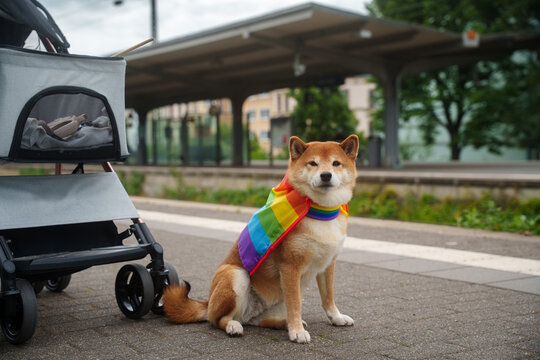 Dog on train station