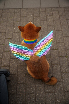 Dog wearing rainbow wings