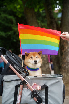 Shiba inu dog pride flag