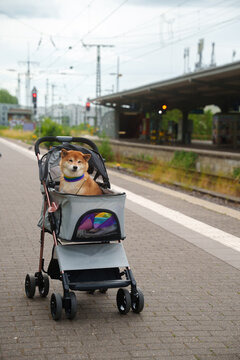 Dog on train station
