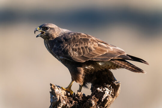 Common Buzzard Sitting On A Tree Stump  