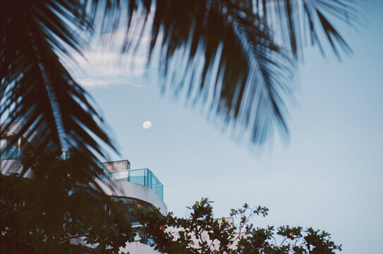 Moon Through Palm Leaves