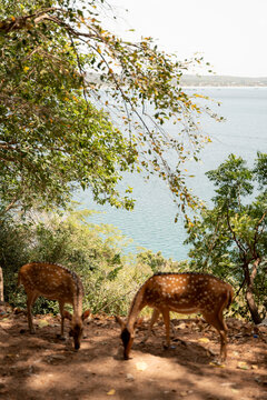 Deer by the sea in Trincomalee, Sri Lanka