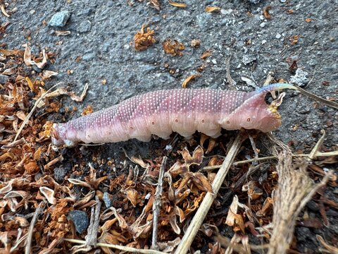 Caterpillar of the lime hawk moth (mimas tiliae, Sphingidae) has fallen from a linden tree (tilia) and is trying to return. Here is a rare pink specimen. Garbsen, Germany.