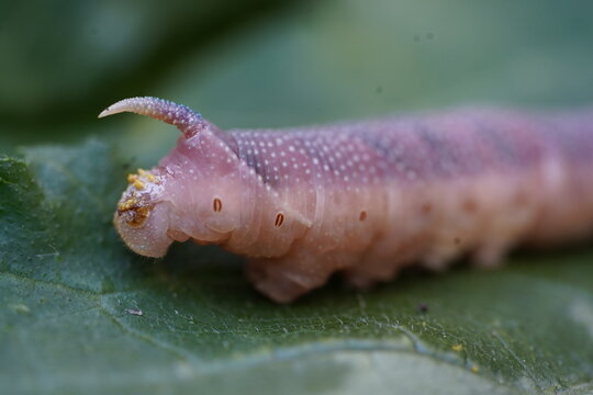 Caterpillar of the lime hawk moth (mimas tiliae, Sphingidae) has fallen from a linden tree (tilia) and is trying to return. Here is a rare pink specimen. Garbsen, Germany.
