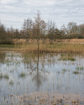 Cloudy winter wetland landscape with shallow reflective water, dry reeds, and alder trees under a partly cloudy sky Bourgoyen nature reserve, Ghent, Flanders, Belgium 