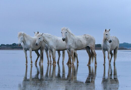 Camargue horse
