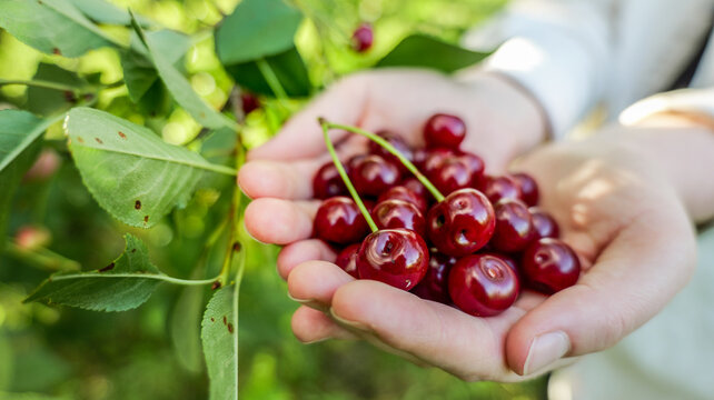 Hands holding freshly picked ripe cherries from a tree in a garden