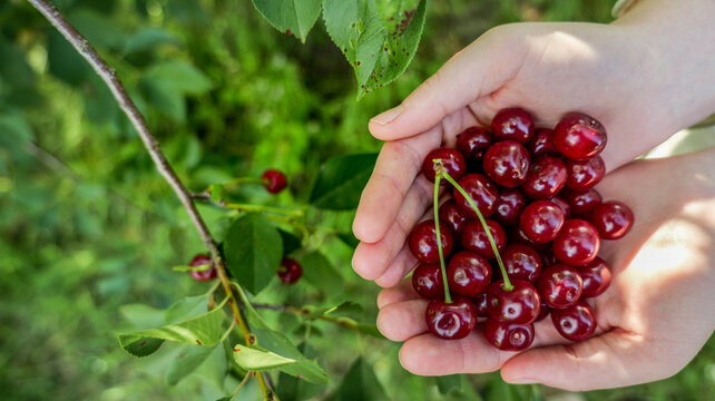 Hands holding freshly picked ripe cherries from a tree in the garden