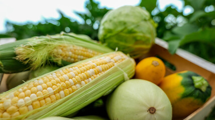 Freshly harvested corn and assorted vegetables in a wooden crate outdoors