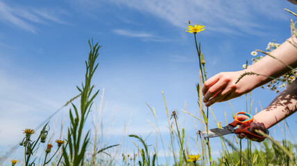 Hand with scissors cutting a yellow wildflower in a sunny meadow under blue sky © shine.graphics