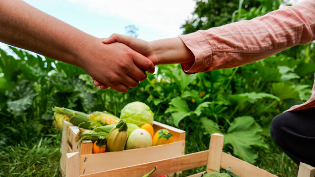 Farmers shaking hands over a crate of fresh organic vegetables in a garden
