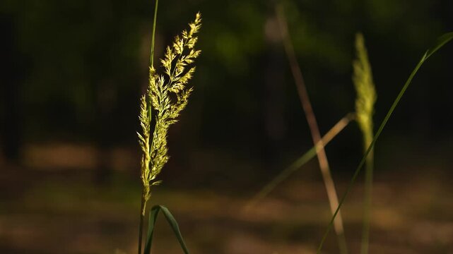 4K Golden Hour Grass Seed Head Swaying Gentle Breeze Natural Meadow Broll Macro Movement Organic Light