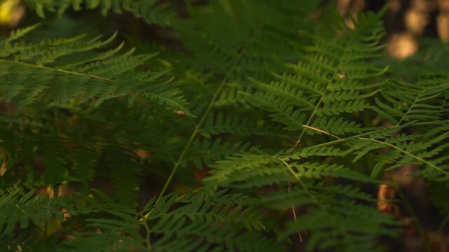 4K Slow Pan Close-up Green Fern Fronds Swaying Gently in Forest Light and Shadow B-roll