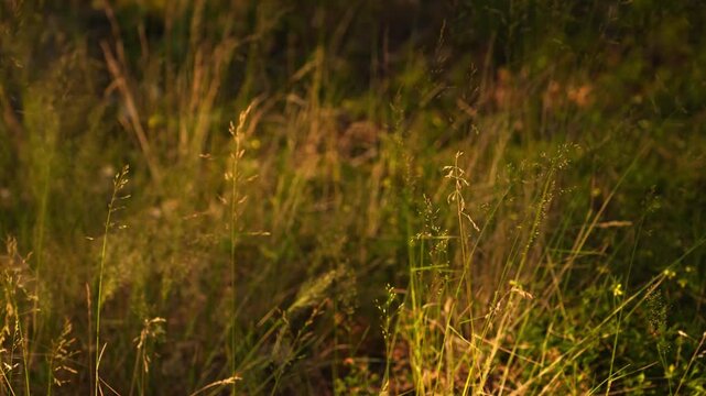 4K Golden Hour Dry Grass Swaying in Breeze Close Up Nature Field Motion Background Relaxing Pastoral Scene