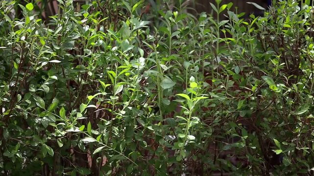 Close-up panning shot of a lush green Mehndi (Henna) plant shrub swaying gently in the bright sunlight, showcasing its small leaves used for natural dye and ayurvedic medicine.
