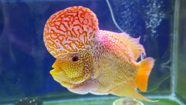 Detailed close-up of a Golden Base flowerhorn cichlid, also known as Luohan fish, displaying vibrant yellow-orange colors, pearled scales and a prominent forehead hump in an aquarium.