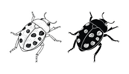 Detailed ladybug beetle icon set in hand drawn sketch and solid black silhouette style for nature and insect themed illustrations and biology education design assets © TARU STOCKPLC