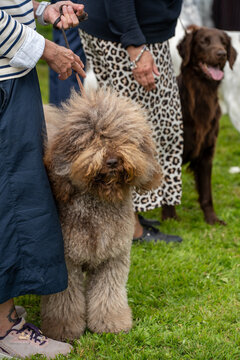 A Barbet dog on a leash.