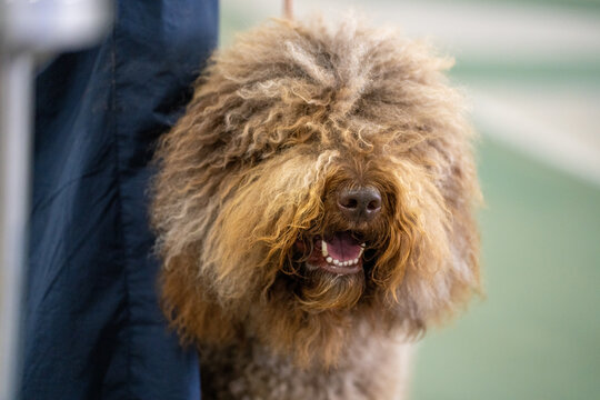 Head shot of a Barbet dog.