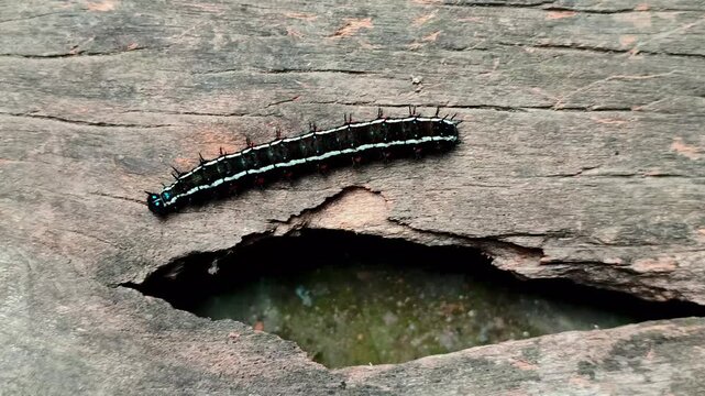 Close-up of An Autumn Leaf butterfly caterpillar (Doleschallia bisaltide) crawling on a rotting wooden board, searching for a pupation site.