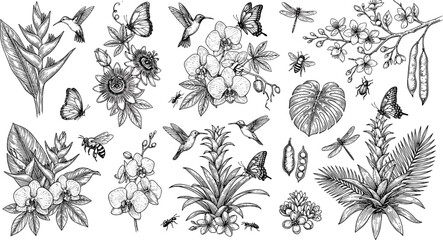 Tropical floral and wildlife sketch vector elements featuring orchids hummingbirds butterflies dragonflies monsteras heliconias and exotic rainforest nature des © Kulsum