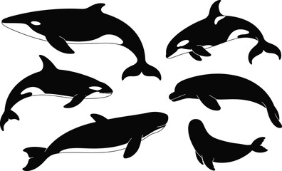 Various black silhouettes of orca killer whales in different swimming poses with sea life silhouette swimming wildlife collection isolated underwater predator illustration creature © MstAsmaAkter