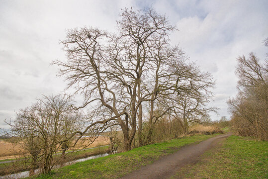 bare black locust tree in a marsh landscape in Bourgoyen nature reserve, Ghent, Flanders, Belgium - Robinia pseudoacacia
