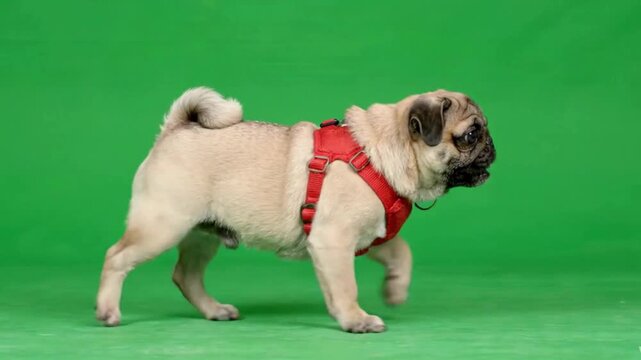Fawn pug dog wearing a red harness walking in profile on a green screen background suitable for compositing and pet-related media