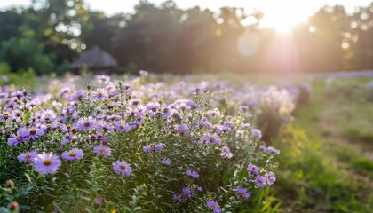 Naklejka premium Purple wildflowers blooming in natural meadow.