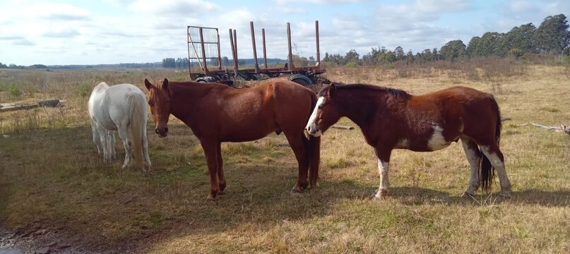 horses in the meadow