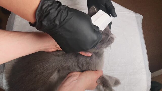 A person wearing black gloves carefully combs through a grey cat's fur, checking for and removing parasites